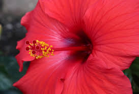 Download Beautiful Hibiscus Flower Graphic By Jlbimages Creative Fabrica PSD Mockup Templates