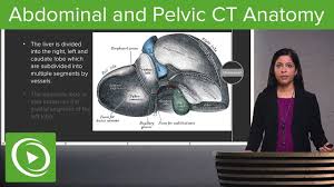 These muscles, including the gluteus maximus and the hamstrings other pelvic muscles, such as the psoas major and iliacus, serve as flexors of the trunk and thigh at the hip joint and laterally rotate the hip as well. Normal Abdominal Pelvic Ct Anatomy Algorithm Radiology Lecturio Youtube