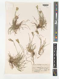 Image result for Tristachya