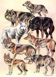 Animal Print Japanese Wolf Tundra Wolf Mongolian Wolf Coyote Jackal 1968 Vintage Print Mammals From Encyclopedia Japanese Wolf Animals Mammals