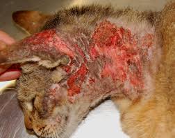 Image result for Feline Miliary Dermatitis