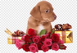 10 gambar setangkai bunga mawar gambar top 10 via gambartop10.blogspot.com. Bunga Mawar Anak Anjing Dengan Mawar Hewan Karnivora Png Pngegg