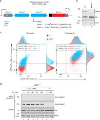 Couponkirin has a fair number of bip and go deals and codes coming from various places. Manf Antagonizes Nucleotide Exchange By The Endoplasmic Reticulum Chaperone Bip Nature Communications