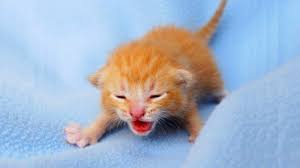 If you look at a cat in its natural habitat, you will understand that cats do not have those features because they do not need them to survive. Omg So Cute Cats Best Funny Cat Videos 2021 81 Youtube