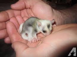 Mosaic Sugar Glider Joey Sold Sugar Glider Sugar Glider For Sale Gliders