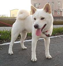 The latest media tweets from 柴犬まる (@marutaro2000). æ´ç¬ Wikipedia