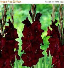 Big Sale Gladiolus Bulbs Corms Espresso Gladiolus Bulbs Gladiolus Flowers