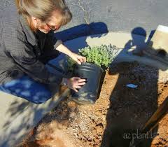 What to plant in october garden. October Garden Az Plant Lady S October Garden To Do List