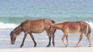 While wild horses have been residents of north carolina's outer banks for almost 500 years, how they ended up there is an interesting story. Wild Horses Of The North Carolina Outer Banks Youtube