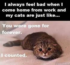 When I Leave My Cat Alone Katzenhumor Seltsame Katzen Katzen Witze