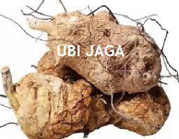 Kelebihan dan kebaikkan pokok tenggek burung banyak manfaat kepada manusia dan haiwan. Anim Agro Technology Fakta Tentang Ubi Jaga