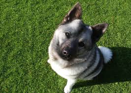 Image result for norský losí pes šedý