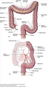Pin On Anatomia Y Fisioterapia