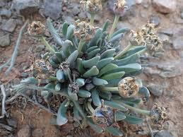 Image result for Hereroa