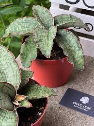 Image result for Sansevieria kirkii