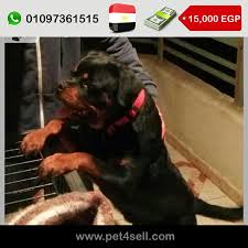 مصر القاهرة كلب روت وايلر بلود شامبيون معاه كل ورقه و المكرو شيب عمره ١١ شهر سبب البيع السفر pet4sell dogs animals