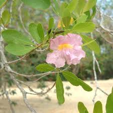 Image result for Tabebuia heterophylla