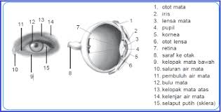 We did not find results for: Organ Mata Manusia Sebagai Alat Optik Dan Kelainan Pada Mata Porosilmu Com