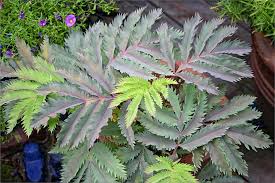 Image result for Melianthus major