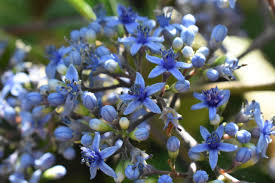 Image result for Hyparrhenia dichroa