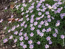 Image result for Disperis nemorosa