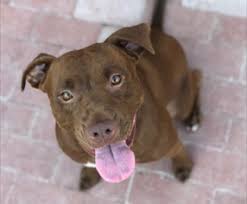 #1 lab crossed with a jack russell terrier. View Ad Labrador Retriever Staffordshire Bull Terrier Mix Dog For Adoption Near California Dana Point Usa Adn 798907