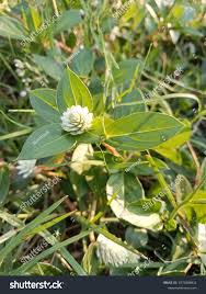 Image result for Alternanthera caracasana
