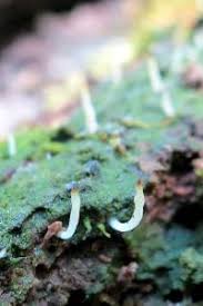 Image result for Multiclavula mucida