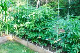 Plus we have a couple other tips and recipes for your zucchini can be space hogs but don't worry, you can easily trellis them to make your zucchini grow vertically. Tomato Cages And Uninvited Guests The Small Space Big Harvest Garden