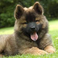 Eurasier puppies for sale ireland. Eurasier Puppy Online Shopping Mall Find The Best Prices And Places To Buy