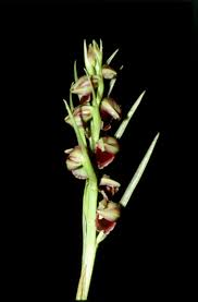 Image result for Orthochilus euanthus