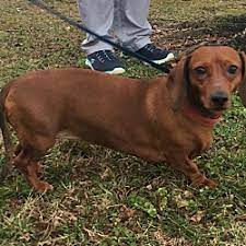 Knoxville, tn) hide this posting. Knoxville Tn Dachshund Meet Abby And Luigi In Tn A Pet For Adoption