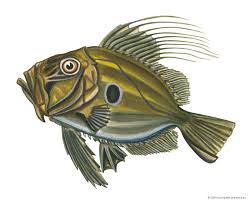 Охлажденная рыба и морепродукты john dory. Dory Fish Britannica