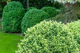 Maybe you would like to learn more about one of these? How To Grow And Care For Boxwood Shrubs Gardener S Path