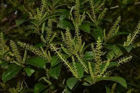 Image result for Antidesma membranaceum