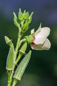 Image result for Abelmoschus esculentus