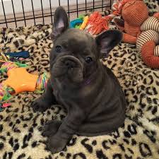 Adopters living in tier 4 areas are unable to travel to collect a pet but the rescue may provide a delivery service across a tier 4 boundary. Five Rare French Bulldog Puppies That Could Be Worth Thousands Stolen From Oldham Home Manchester Evening News