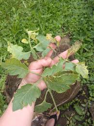 Image result for tomato seedling early blight