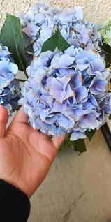 Brown Tips On Petals Of Hydrangea Macrophylla Mophead Any Advice Gardening Garden Diy Home Flowers Ro Hydrangea Macrophylla Hydrangea Hydrangea Flower