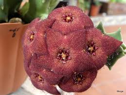 Image result for Orbea melanantha