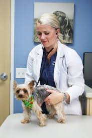 At creature comforts veterinary hospital, we dedicate ourselves to providing quality veterinary care to the pets and pet at creature comforts veterinary hospital, we value feedback from our clients. Care Comfort Veterinary Hospital 103 Photos 162 Reviews Veterinarians 522 E Chase Ave El Cajon Ca Phone Number