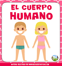 El cuerpo humano para niños. Fichas Del Cuerpo Humano El Bosque De Las Fantasias Facebook