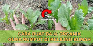 Namun baja organik alfalfa adalah bersifat alkali dan tidak sesuai ditambah ke tanah untuk pokok yang tumbuh sesuai pada tanah berasid. Cara Mudah Buat Baja Organik Guna Rumput Kebun Bandar