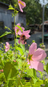 Image result for Kosteletzkya