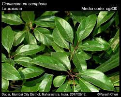 Image result for Lauraceae