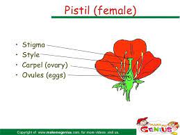 Stamens are the male parts of a flower. Flower Parts Functions For Kids