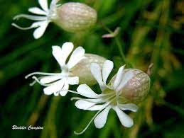 We did not find results for: Nine Wildflower Species Native To Virginia