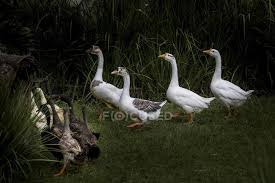 There are several endangered animals in indonesia. Scenic View Of Flock Of Geese East Java Indonesia Animals Outdoors Stock Photo 232427374