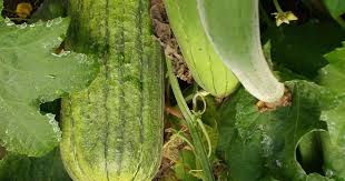 Image result for Luffa