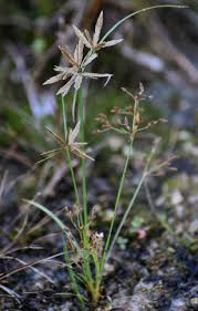 Image result for Pycreus flavidus